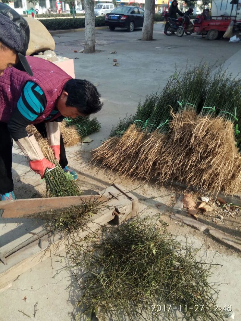 枸橘苗篱笆用枸橘苗