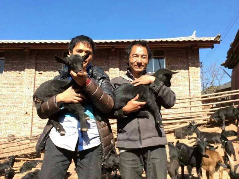云南彝族黑山羊40~60斤/头，公母羊