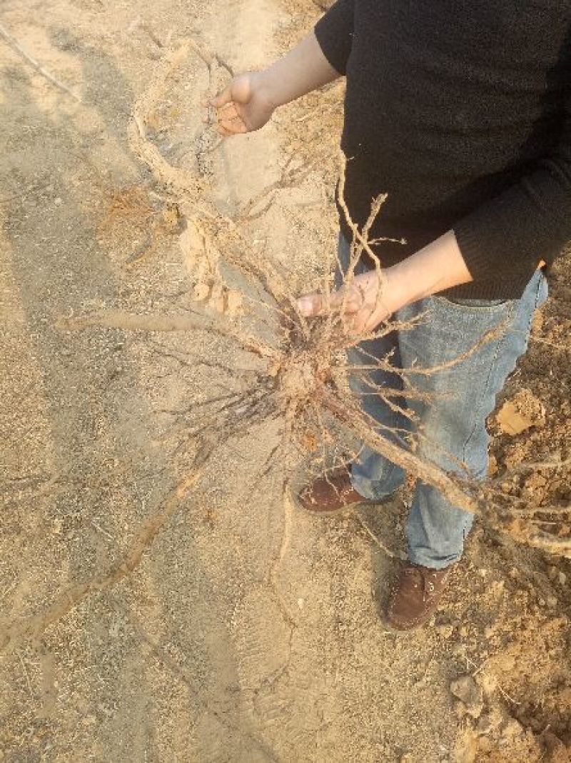 巨峰葡萄苗30~50cm1年