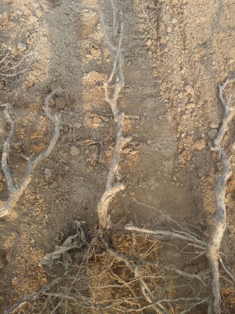 巨峰葡萄苗30~50cm1年