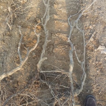 巨峰葡萄苗30~50cm1年