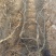 巨峰葡萄苗30~50cm1年