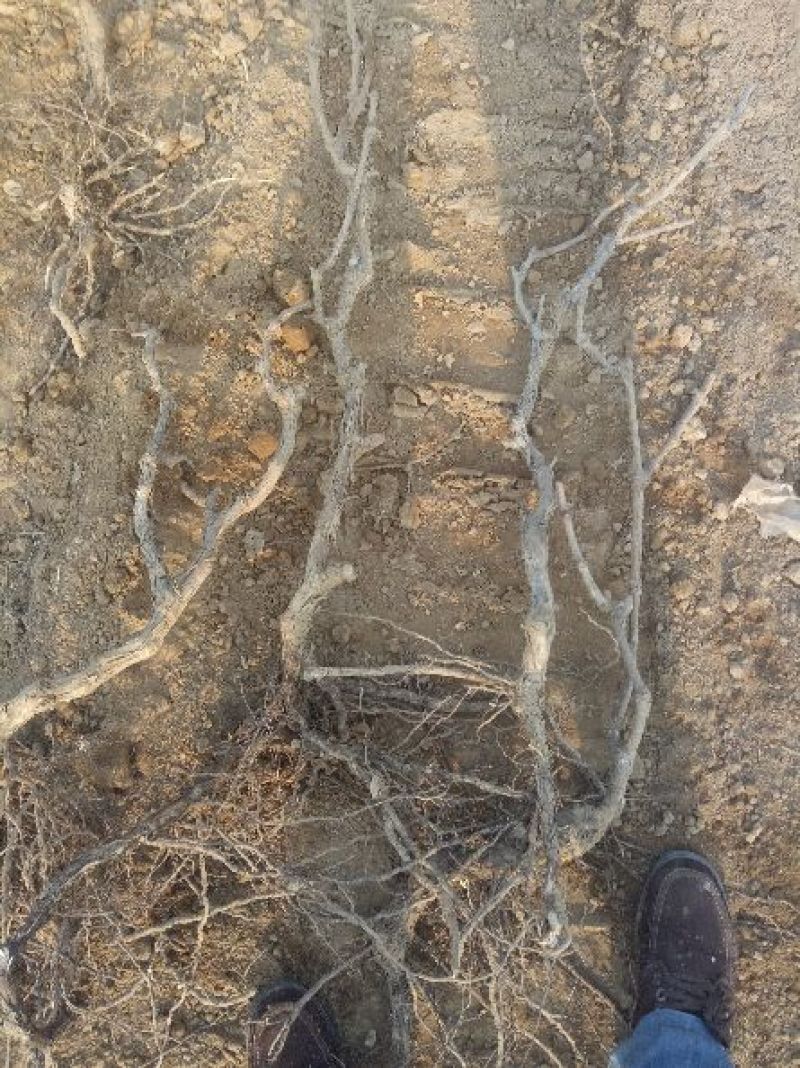 巨峰葡萄苗30~50cm1年