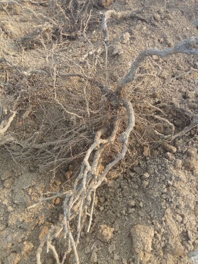 巨峰葡萄苗30~50cm1年