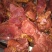 驴肉鲜货
