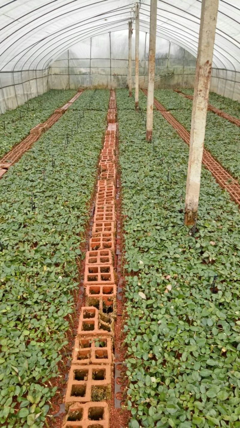 大花香水月季苗月季老桩成活高抗病性强四季易种