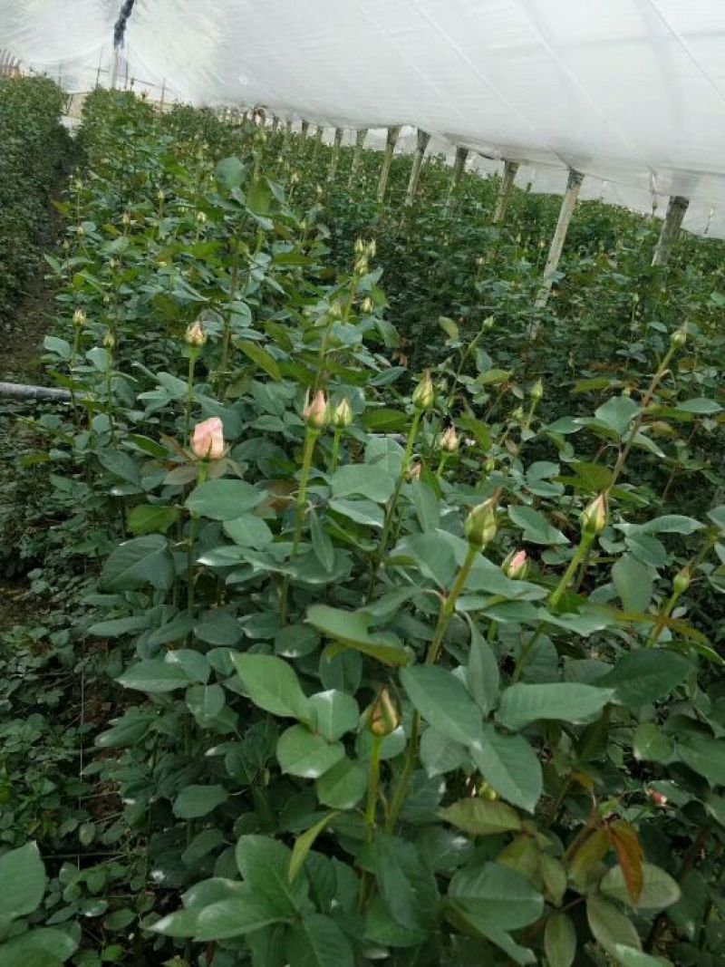 大花香水月季苗月季老桩成活高抗病性强四季易种