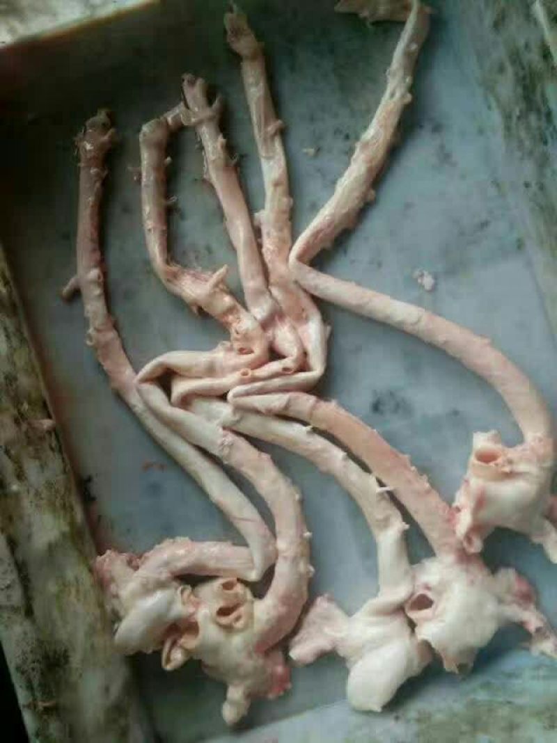 猪心管