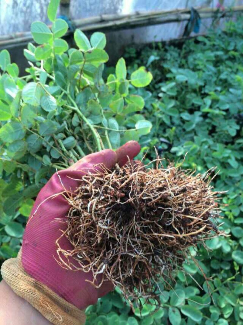 食用玫瑰苗滇红，墨红，大马士革基地常年有货