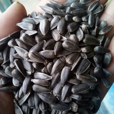 油葵出油多油色好无杂水份