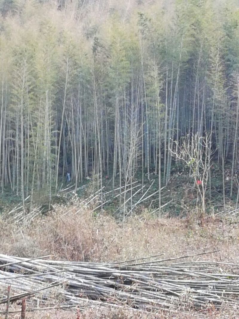 楠竹5~6cm4~5米