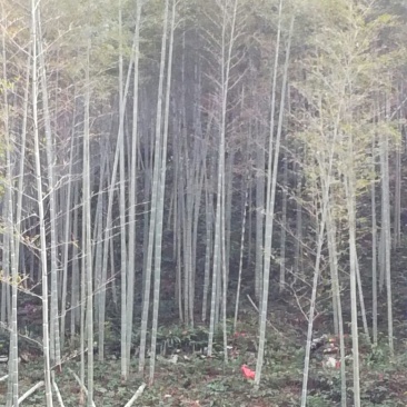 楠竹5~6cm4~5米