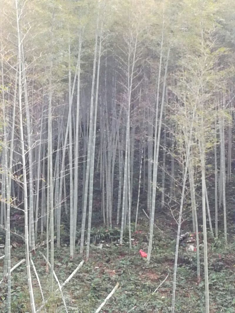 楠竹5~6cm4~5米