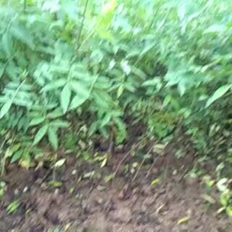 大红袍花椒苗0.5~1年
