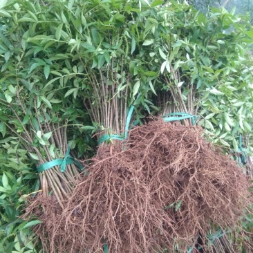 大红袍花椒苗0.5~1年