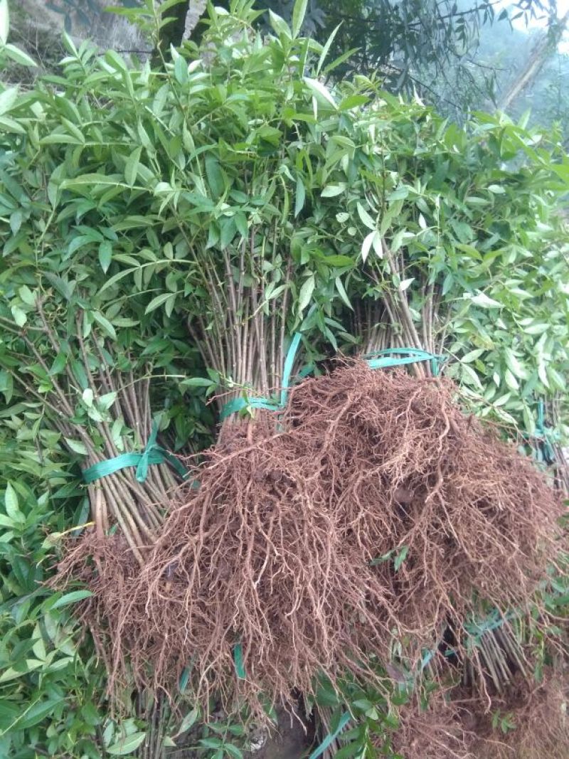 大红袍花椒苗0.5~1年