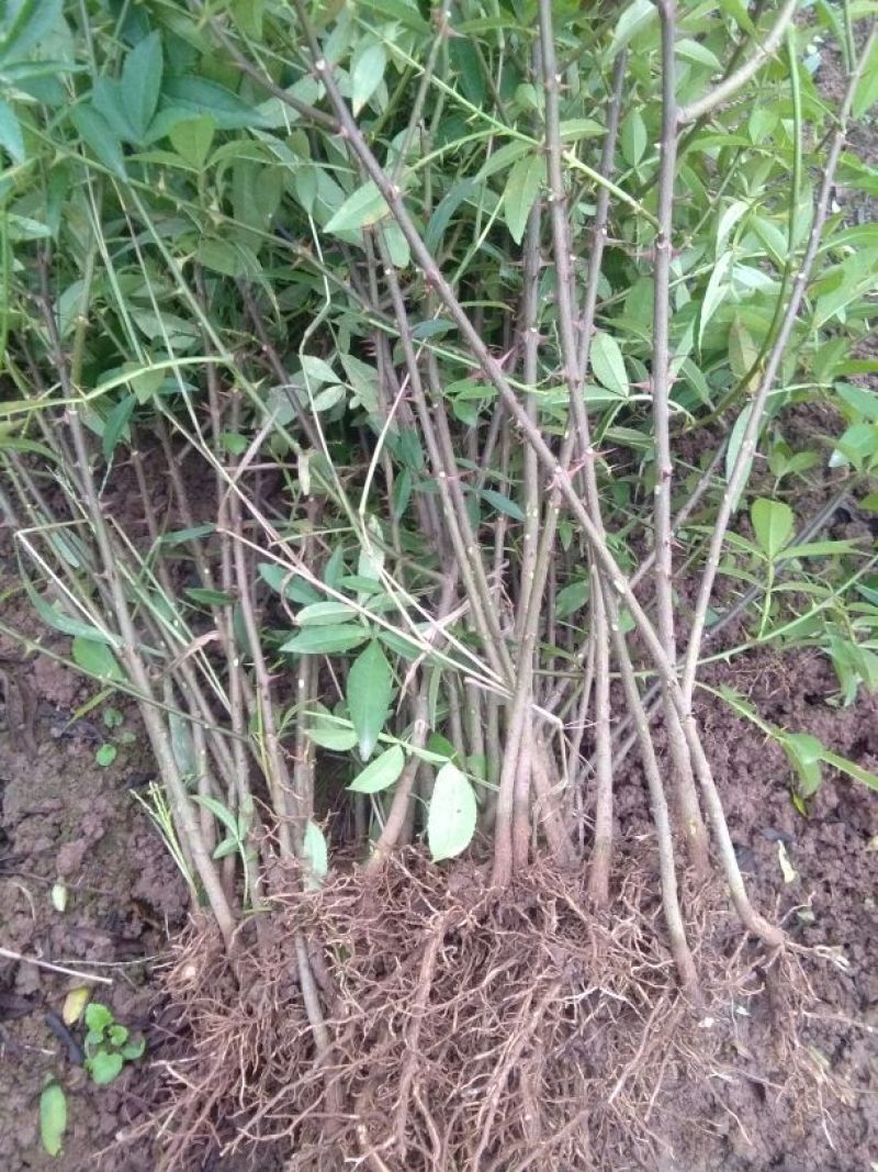 大红袍花椒苗0.5~1年