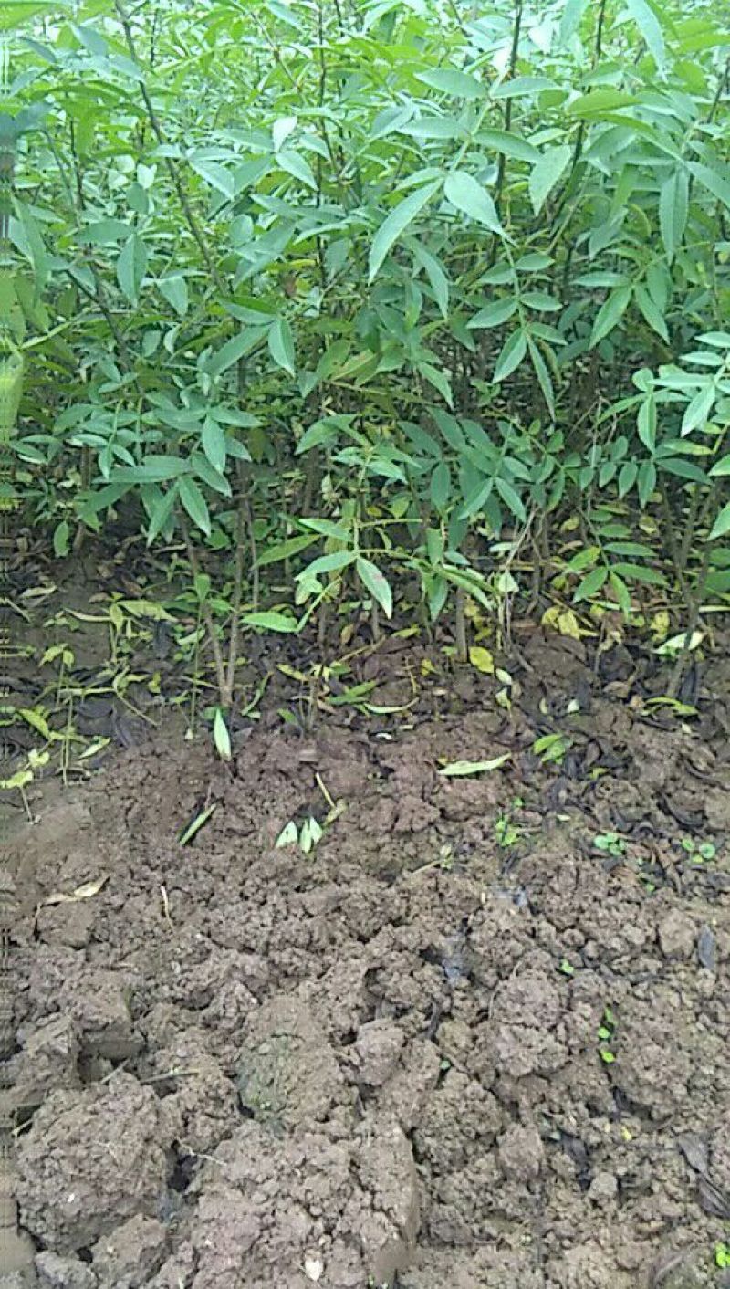大红袍花椒苗0.5~1年