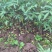 大红袍花椒苗0.5~1年