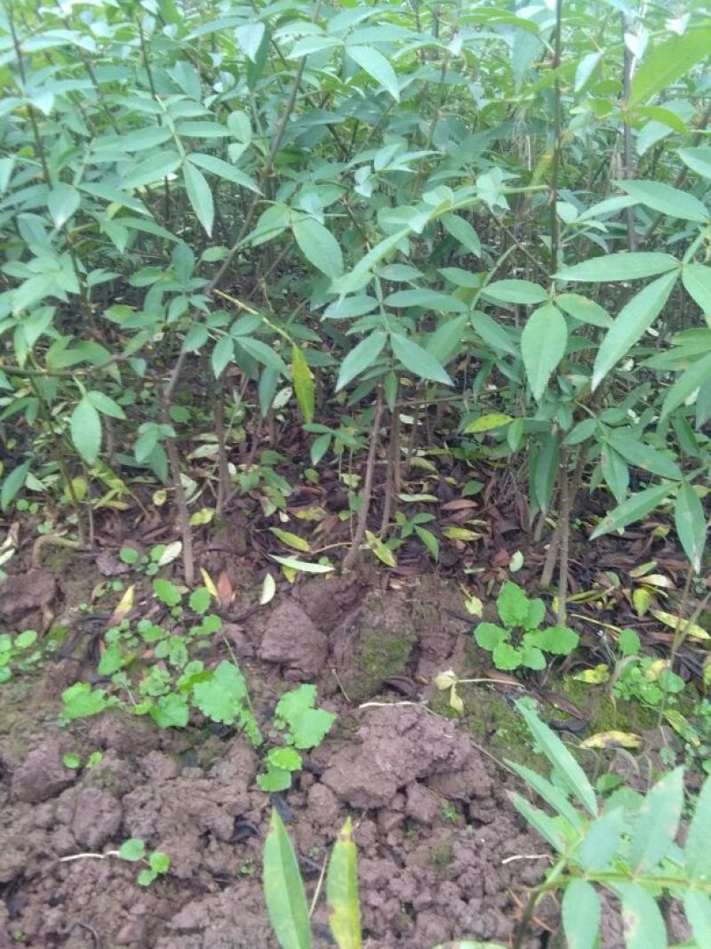 大红袍花椒苗0.5~1年