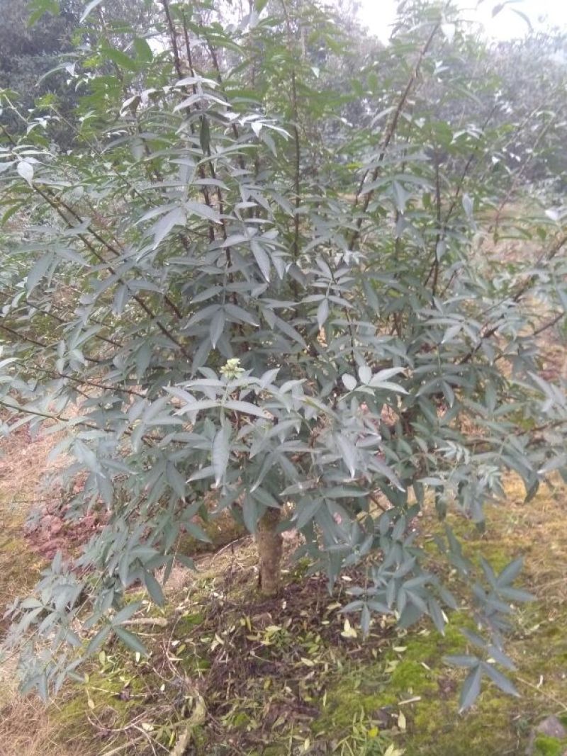大红袍花椒苗0.5~1年