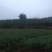 大红袍花椒苗0.5~1年