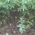 大红袍花椒苗0.5~1年