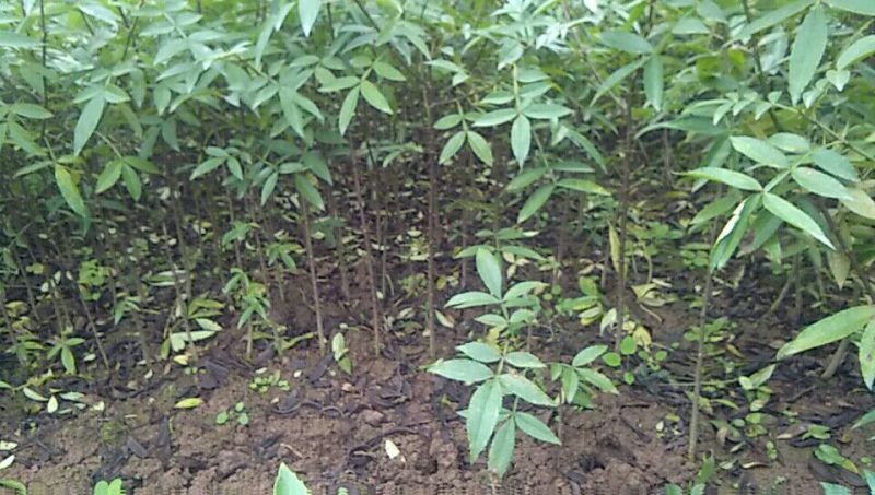 大红袍花椒苗0.5~1年