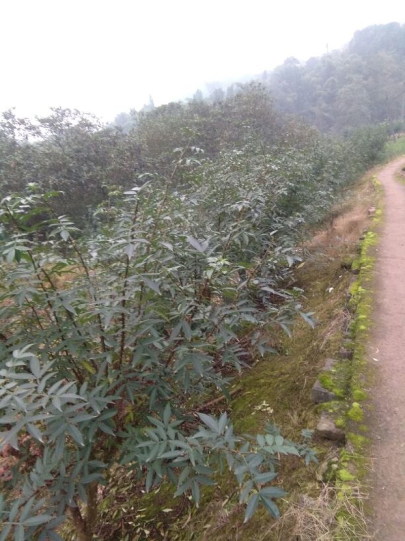 大红袍花椒苗0.5~1年