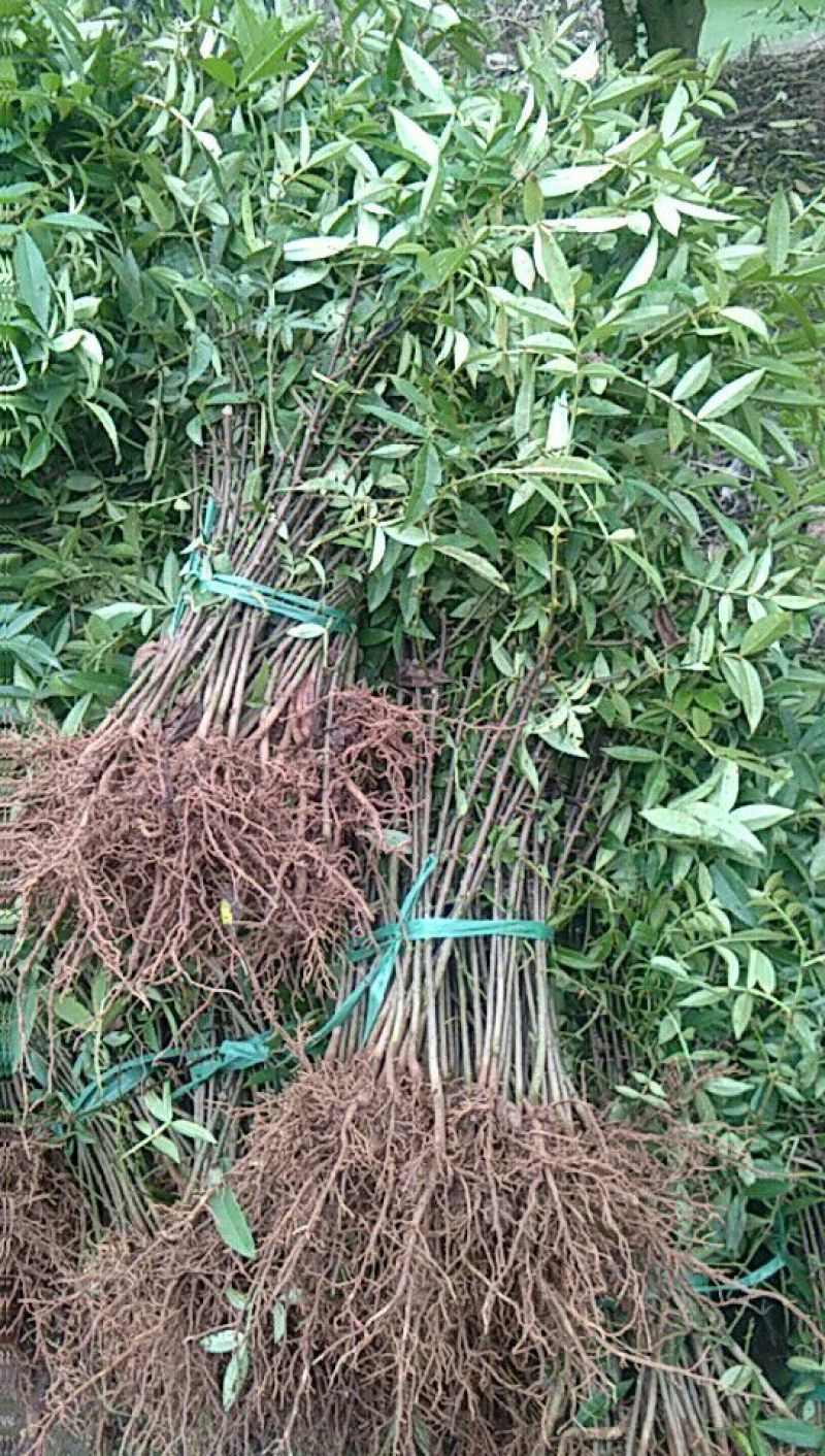 大红袍花椒苗0.5~1年