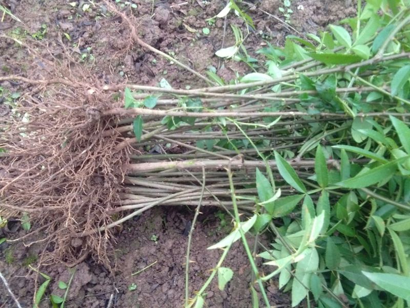 大红袍花椒苗0.5~1年