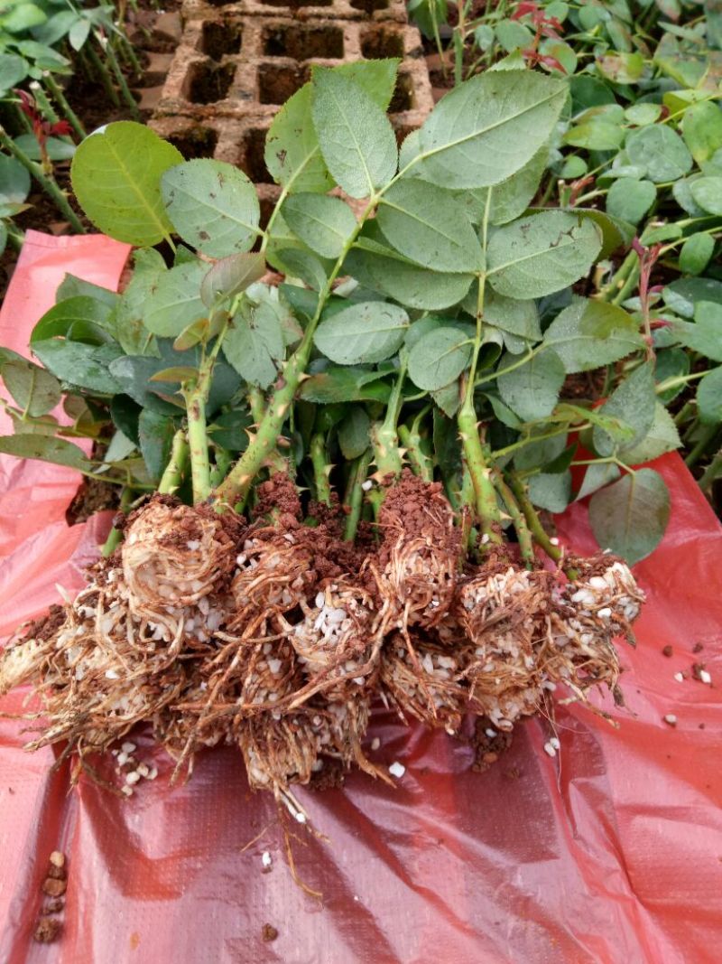大花月季苗扦插花苗绿化苗木批发四季开花