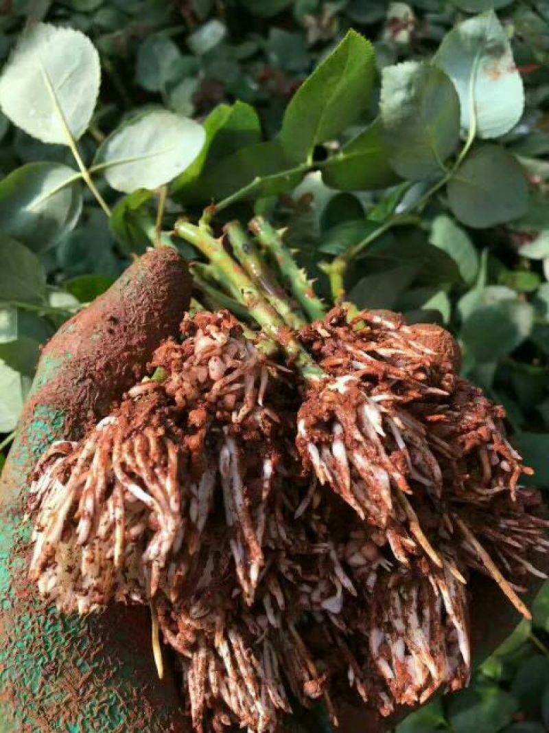 大花月季苗扦插花苗绿化苗木批发四季开花