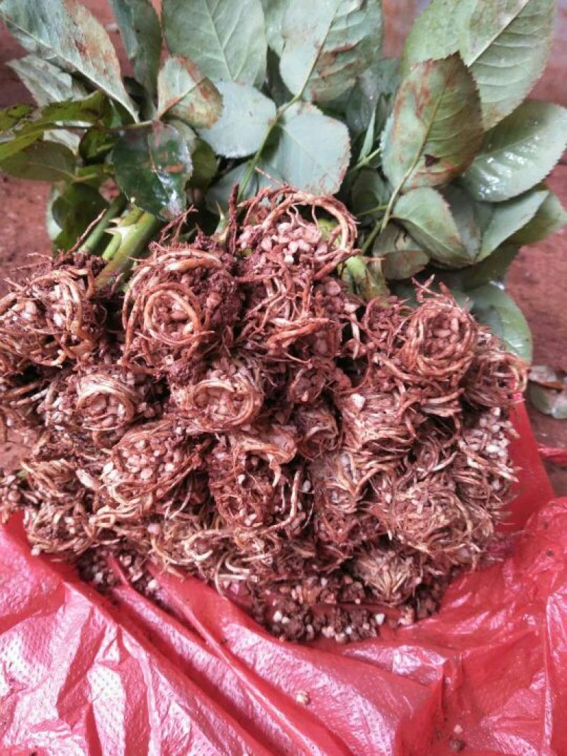 大花月季苗扦插花苗绿化苗木批发四季开花