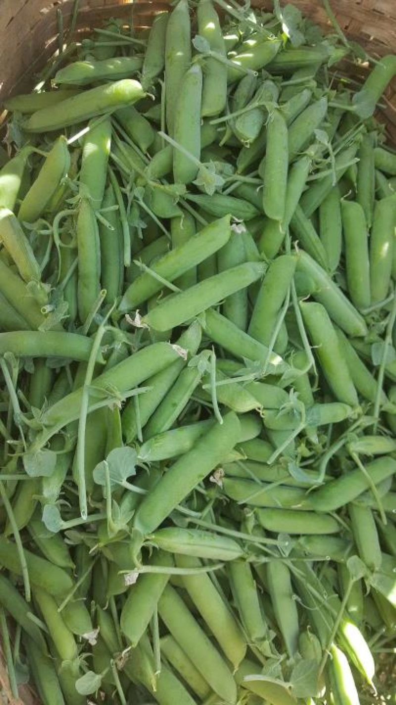 长寿仁豌豆饱满