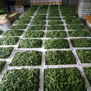 长寿仁豌豆饱满