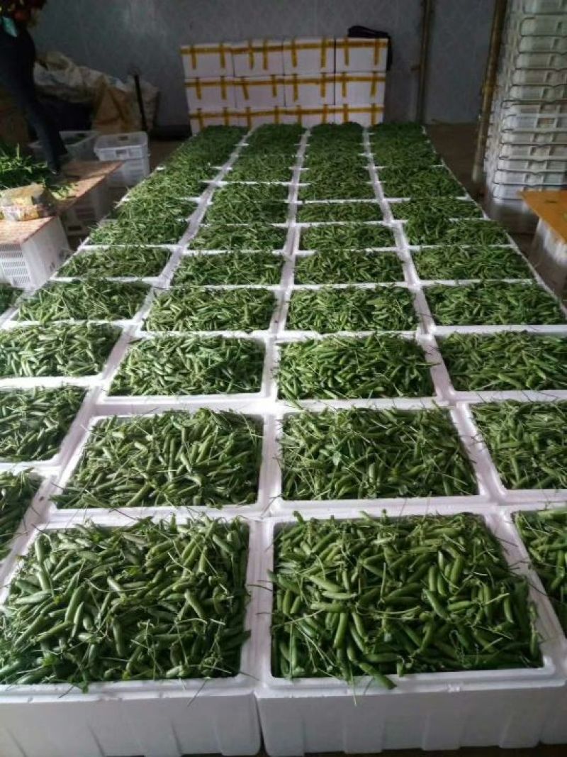 长寿仁豌豆饱满