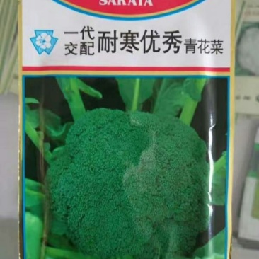 西兰花种子耐寒优秀