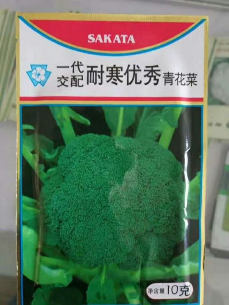 西兰花种子耐寒优秀