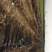 紫叶矮樱80~100cm2cm以下