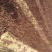 紫叶矮樱80~100cm2cm以下