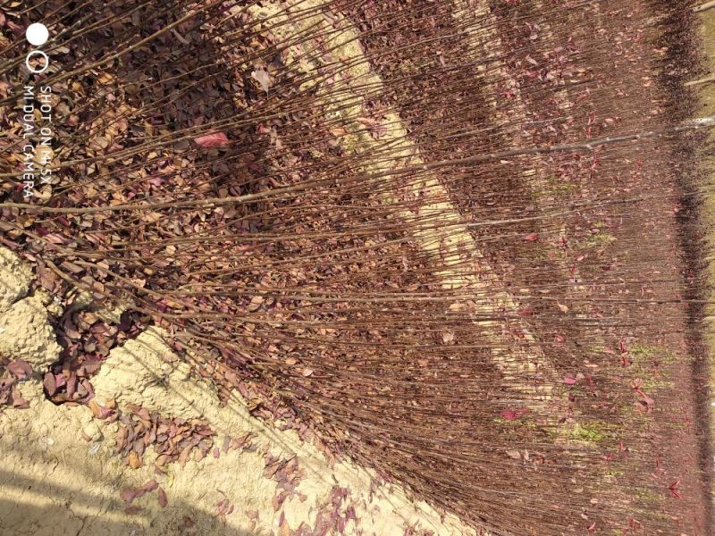 紫叶矮樱80~100cm2cm以下