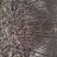 紫叶矮樱80~100cm2cm以下