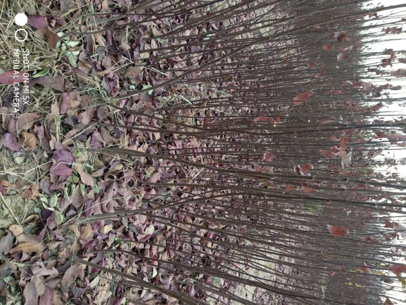 紫叶矮樱80~100cm2cm以下