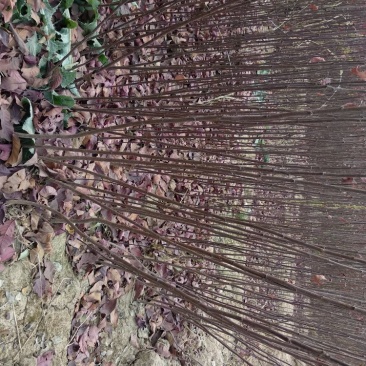 紫叶矮樱80~100cm2cm以下