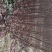 紫叶矮樱80~100cm2cm以下