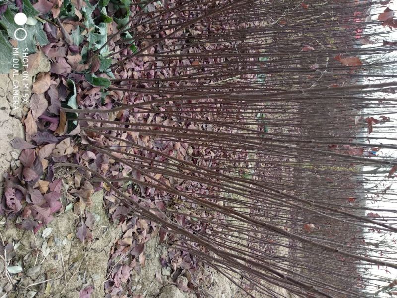 紫叶矮樱80~100cm2cm以下