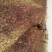 紫叶矮樱80~100cm2cm以下