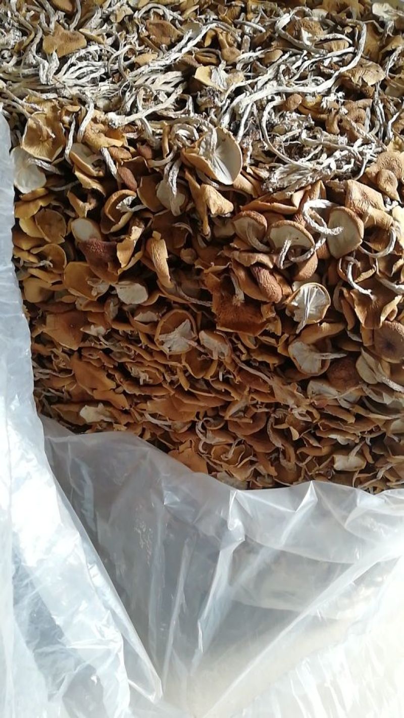 【广昌3号】茶树菇开伞无包心干货产地直销供货量充足