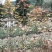 水杉8~10cm4~6cm3.5~4米